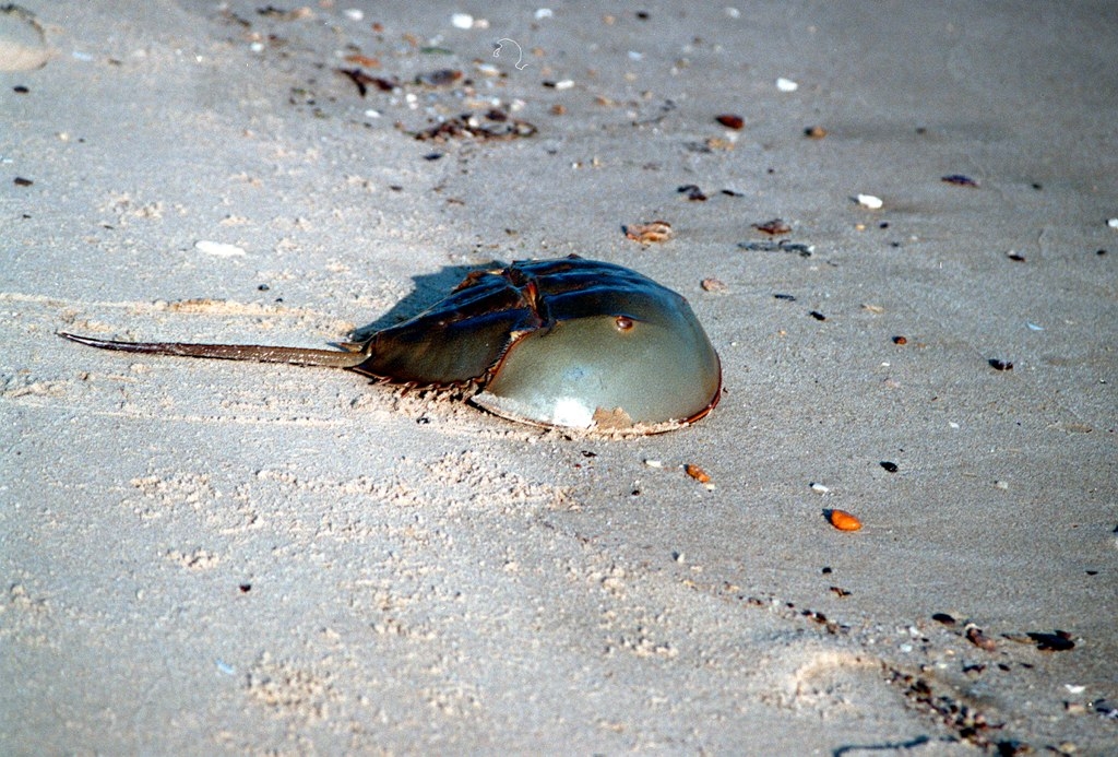 An Atlantic horseshoe crab on the beach returns to the water after spawning. Credit: VA Institute of Marine Science (VIMS) 