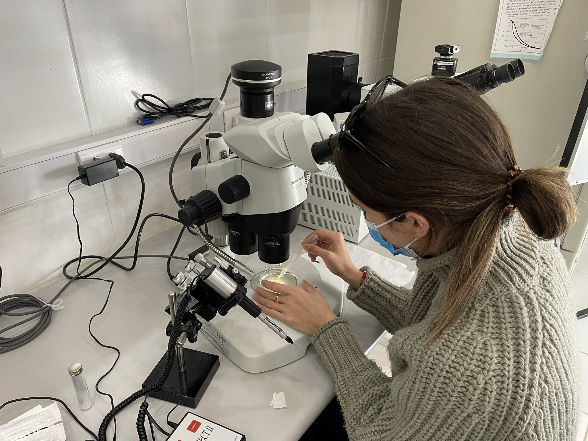 A female student in a lab works on a flatworm (planaria) under a microscope. 2023