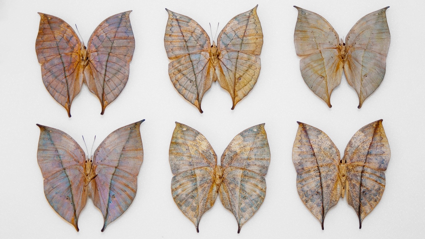 collected specimens of the Dead leaf butterfly (Kallima inachus). Credit: Nipam Patel