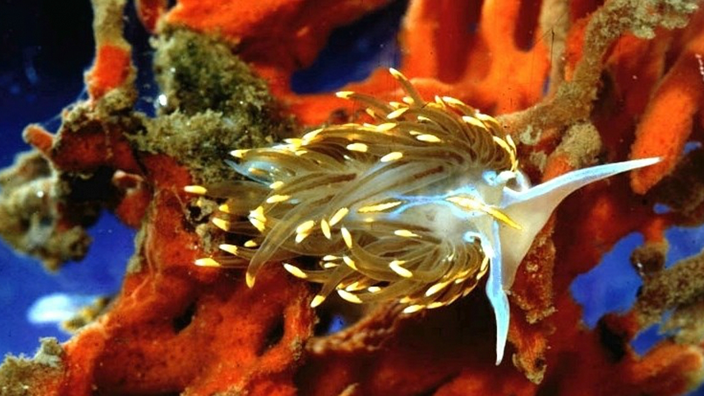 Aeolid nudibranch, Hermissenda opalescens. Yellow tipped, finger-like projections (cerata) on the animal’s back store the stinging cells. Credit: A.M. Kuzirian