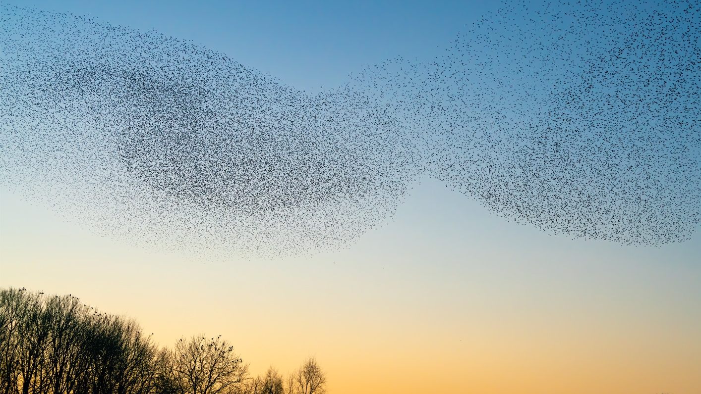 A huge flock of starlings in the sky at dawn. Starling Murmations. Credit: Albert Beukhof Freepik.com