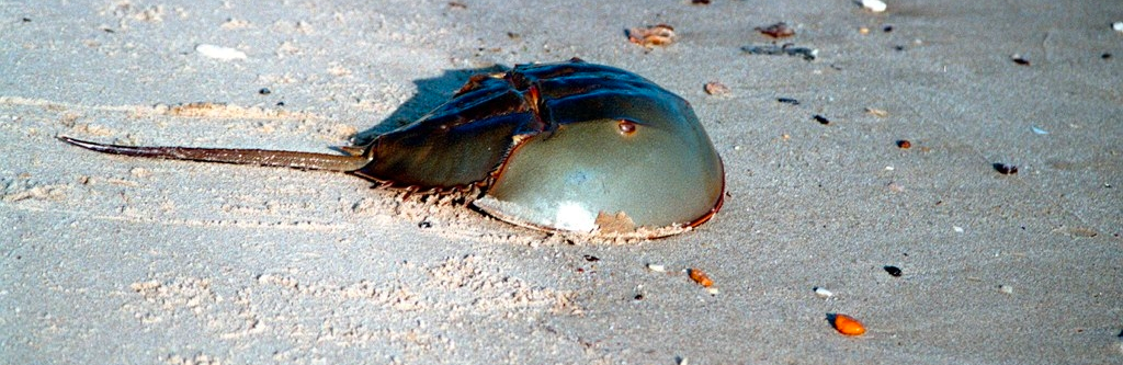 Atlantic Horseshoe Crab on a beach
