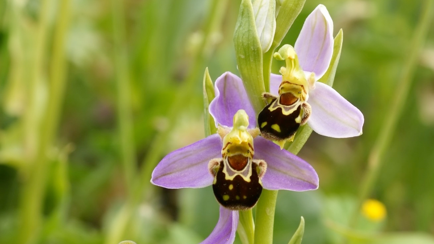 Bee orchid (Ophrys apifera). Credit: Hans Hillewaert, Wikimedia Commons