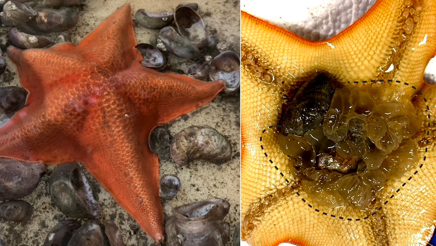 Two photos side by side. One of an orange sea star, the other of that sea star flipped over. In the second image, the sea star has expelled its stomach out of its mouth. It does this to eat prey larger than itself!