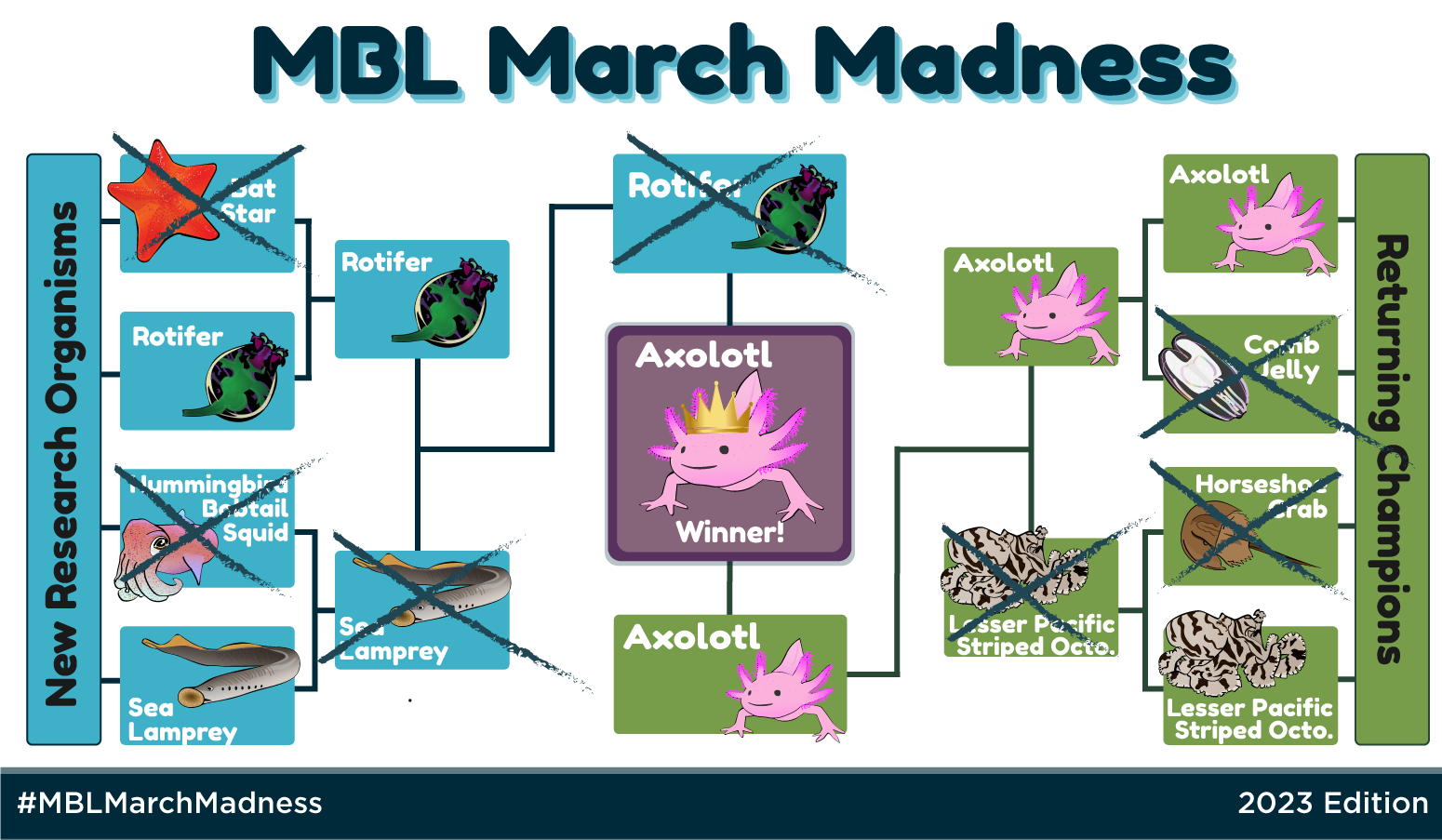 Rotifer put up a good fight, but with more than 270,000 votes the AXOLOTL is crowned MBL GOAT (Greatest Organism of All Time)!