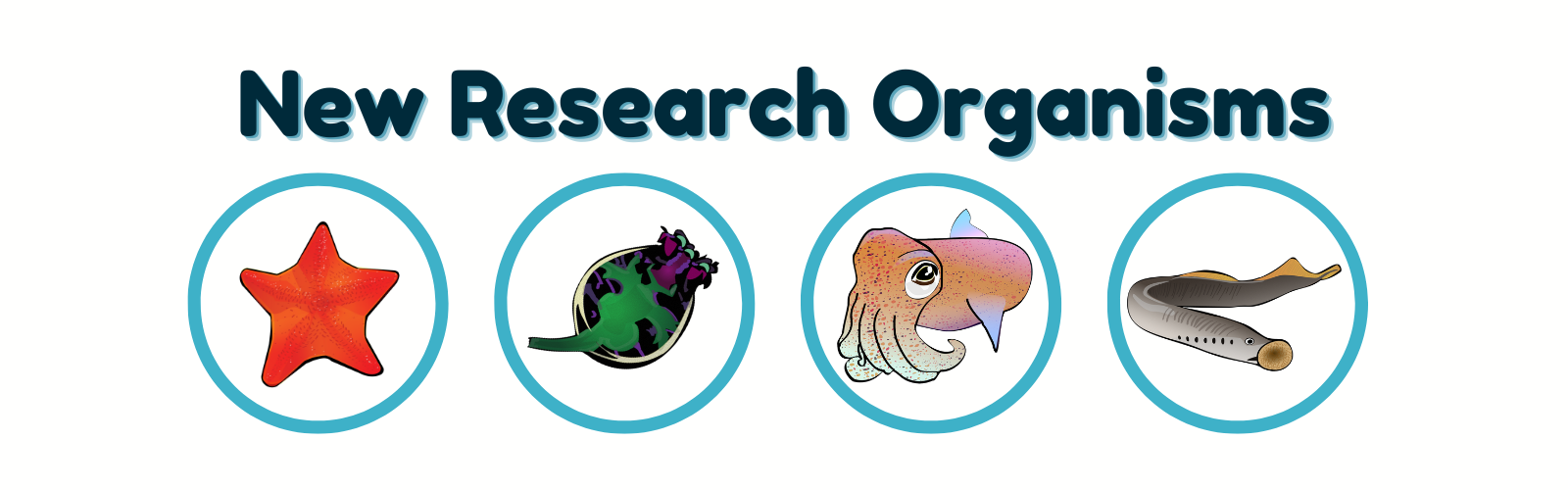 New Research Organisms Division - Bat Sea Star, Rotifer, Hummingbird Bobtail Squid, Sea Lamprey