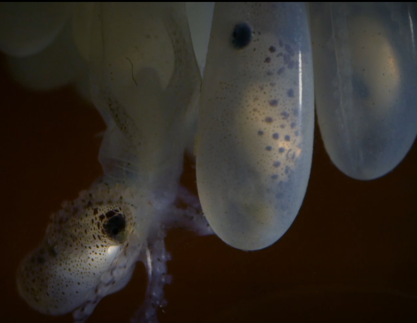 An octopus emerges from an egg in the MBL's Cephalopod Mariculture facility in this screenshot from "Octopus: Making Contact."