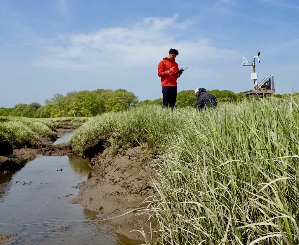 Nutrient addition over 13 years led to cracking and slumping of creek banks in the experimental site. Now, the TIDE team is studying how the salt marsh responds to a reduced nutrient load. Credit: Shanna Baker, MBL Logan Science Journalism Program
