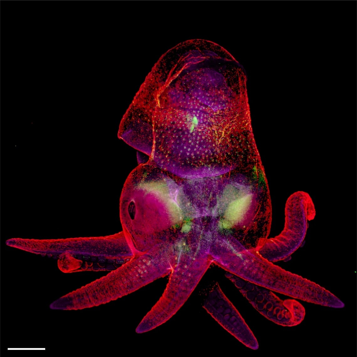 Octopus Embryo by Martyna Lukoseviciute 