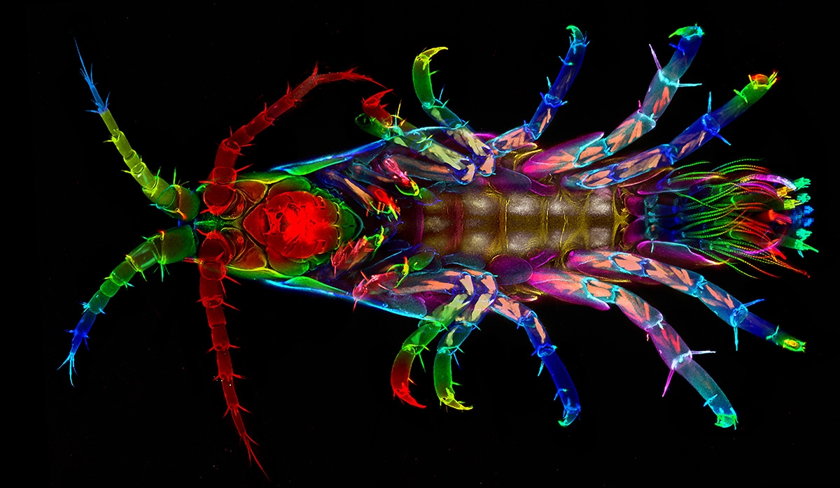 microscopy image of crustacean