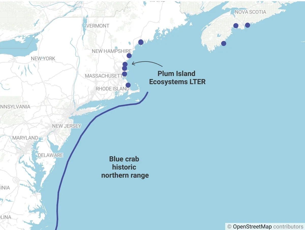 Blue crabs (Callinectes sapidus) have increasingly been sighted north of their historic range. The dots represent some of the confirmed sightings since 2012. 