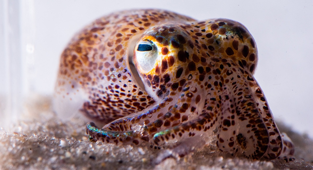 hawaiian bobtail squid
