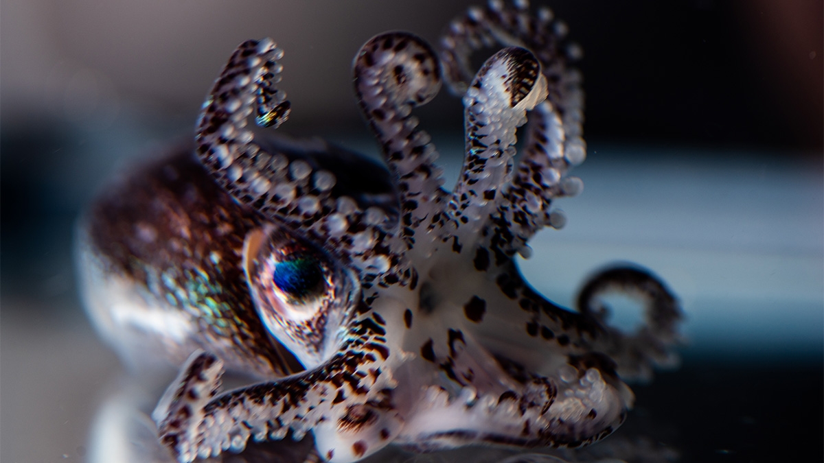 Hummingbird bobtail squid Euprymna berryi