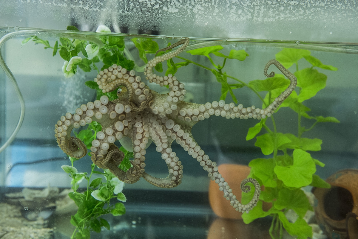 A California two-spot octopus (Octopus bimaculoides) in the Cliff Ragsdale lab at the University of Chicago. Credit: Robert Kozloff /The University of Chicago