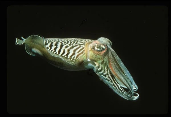 Male cuttlefish (Sepia officinalis) displaying zebra stripe while guarding a female mate. 