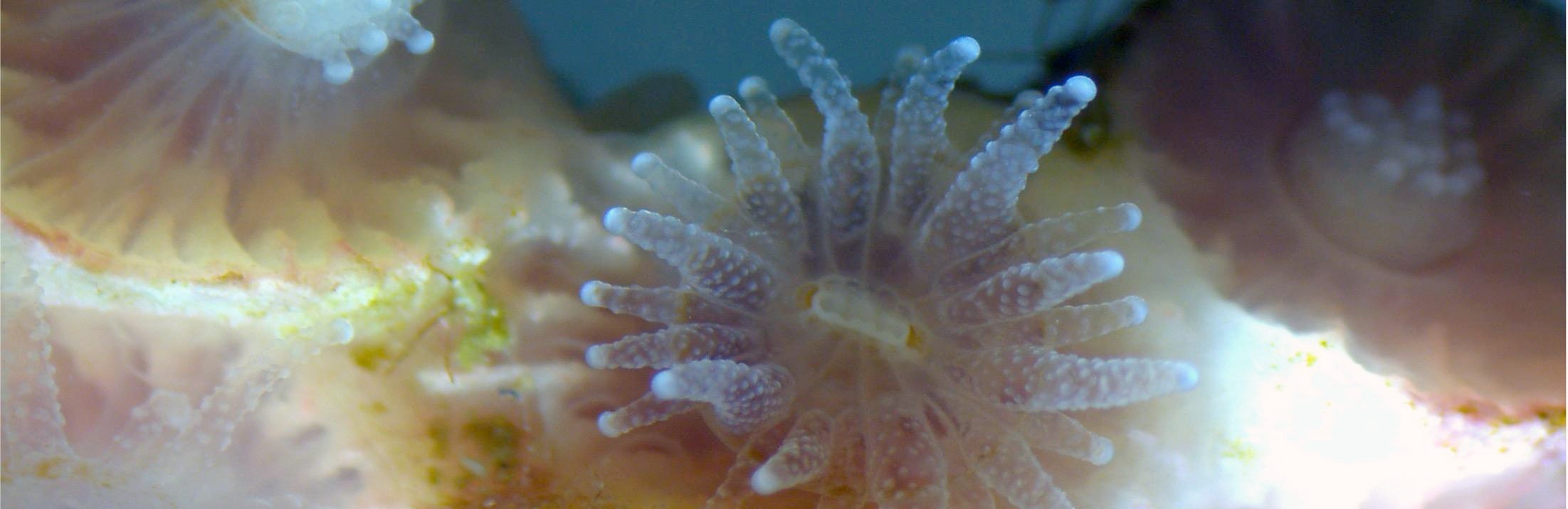 Northern star coral (Astrangia poculata)