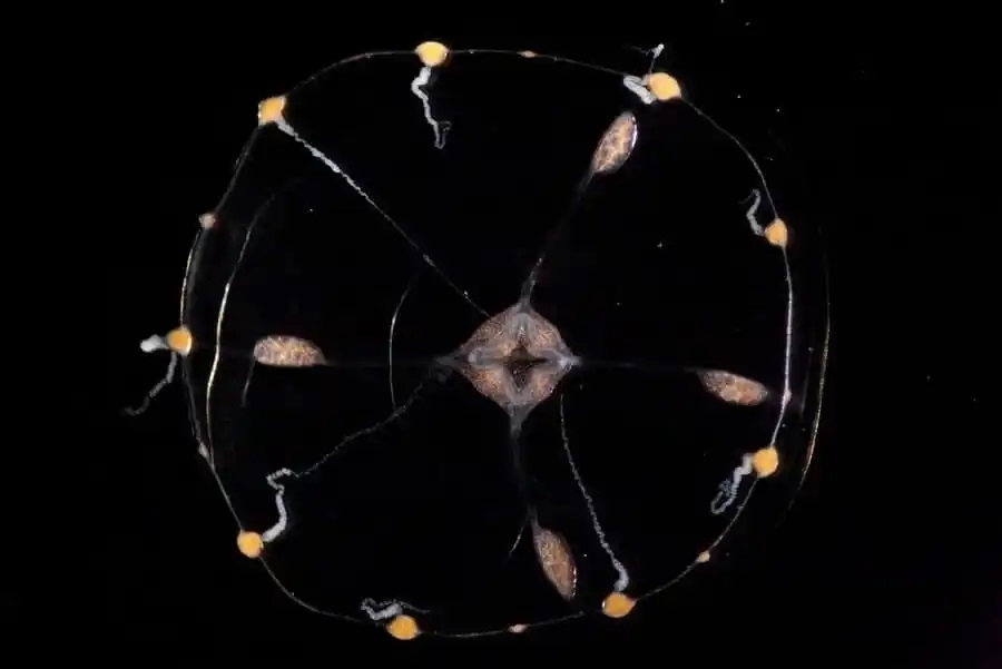 Clytia hemisphaerica, viewed from above. The round, transparent animal is about one centimeter across when fully mature, with a central mouth, and tentacles arranged uniformly around its outer edges like numbers on a clock. This jellyfish also has four oval-shaped gonads visible on its body. 