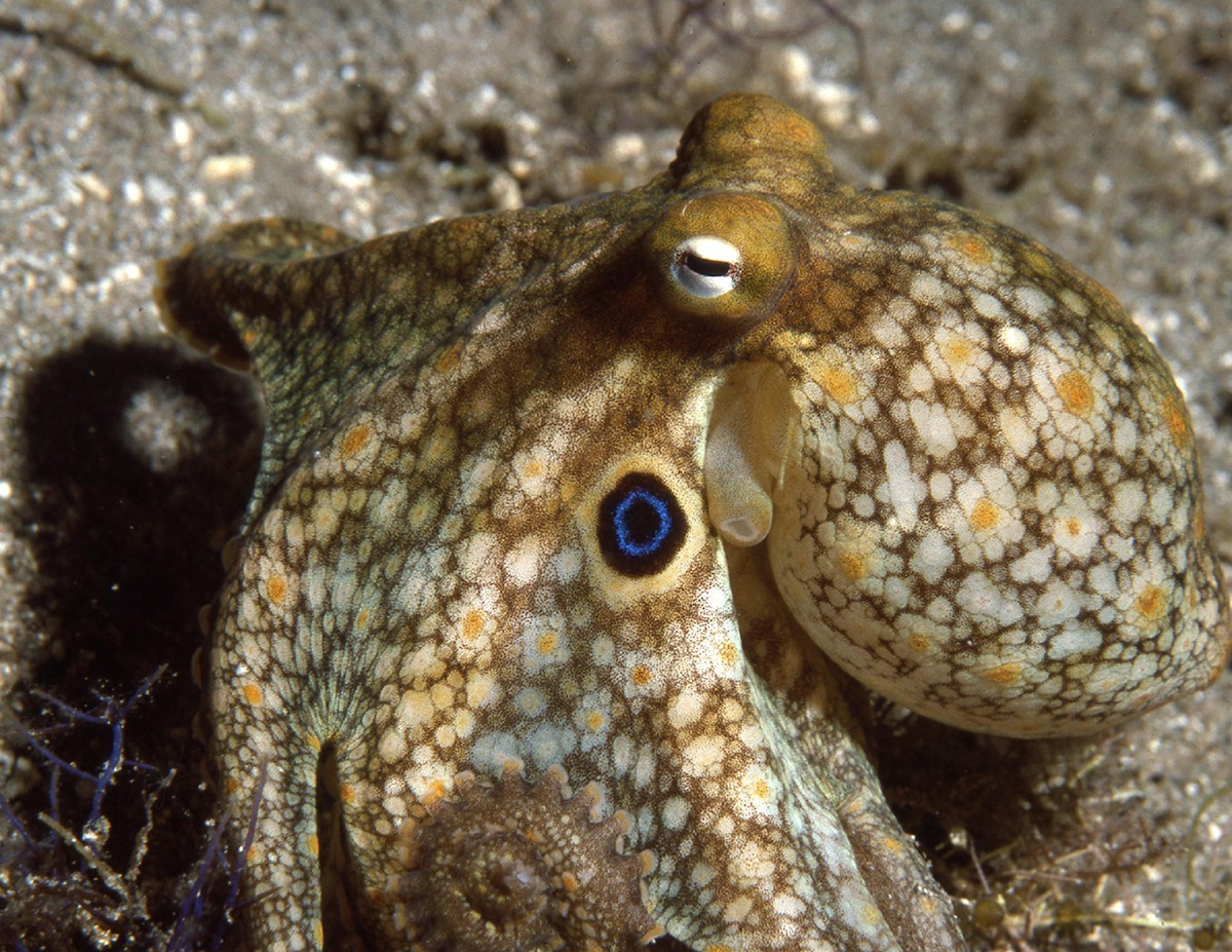 A California two-spot octopus (Octopus bimaculoides) camouflaged on the ocean floor. Credit: Roger T. Hanlon