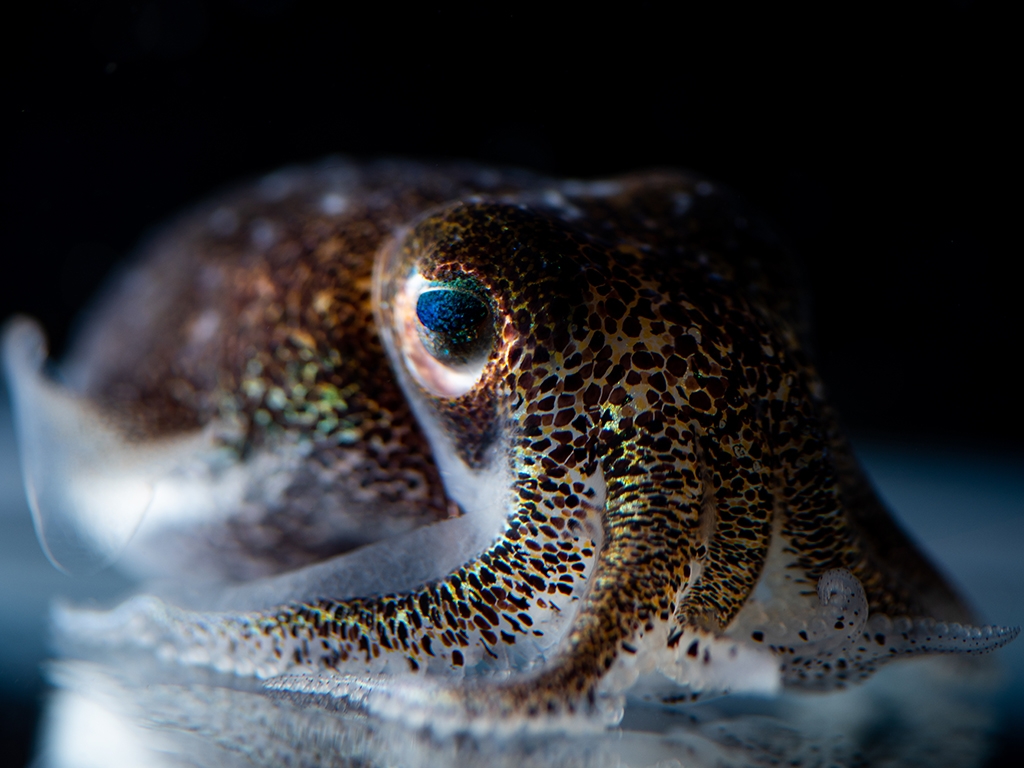 Hummingbird bobtail squid (Euprymna berryi). 