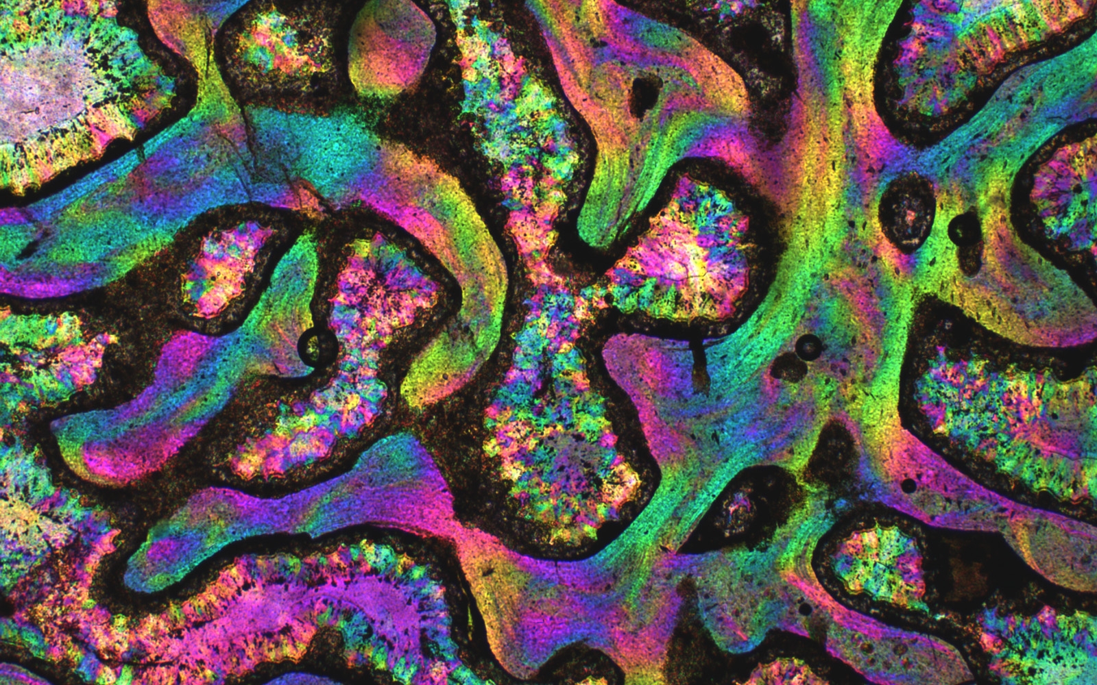 A 30-µ thick section of dinosaur bone under polychromatic polarization microscope. The picture shows actual colors, as seen by the naked eye. Image size is 2.1 mm x 1.6 mm. 