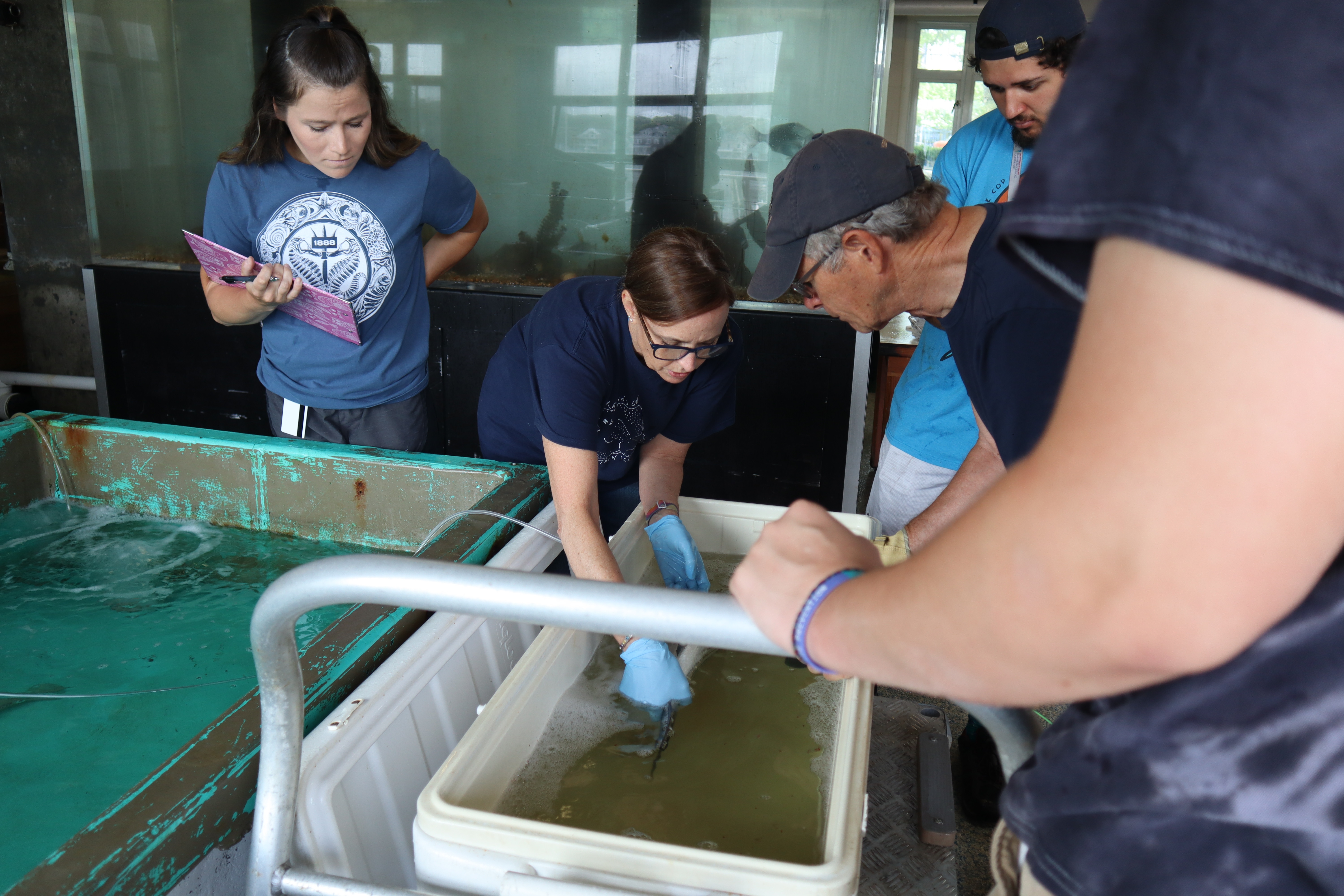 MBL Vet Lisa Abbo and others bend down to check on an anesthesized striped bass in a cooler. The bass was anesthesized during a tagging event and was later released. 2023. Credit: Emily Greenhalgh