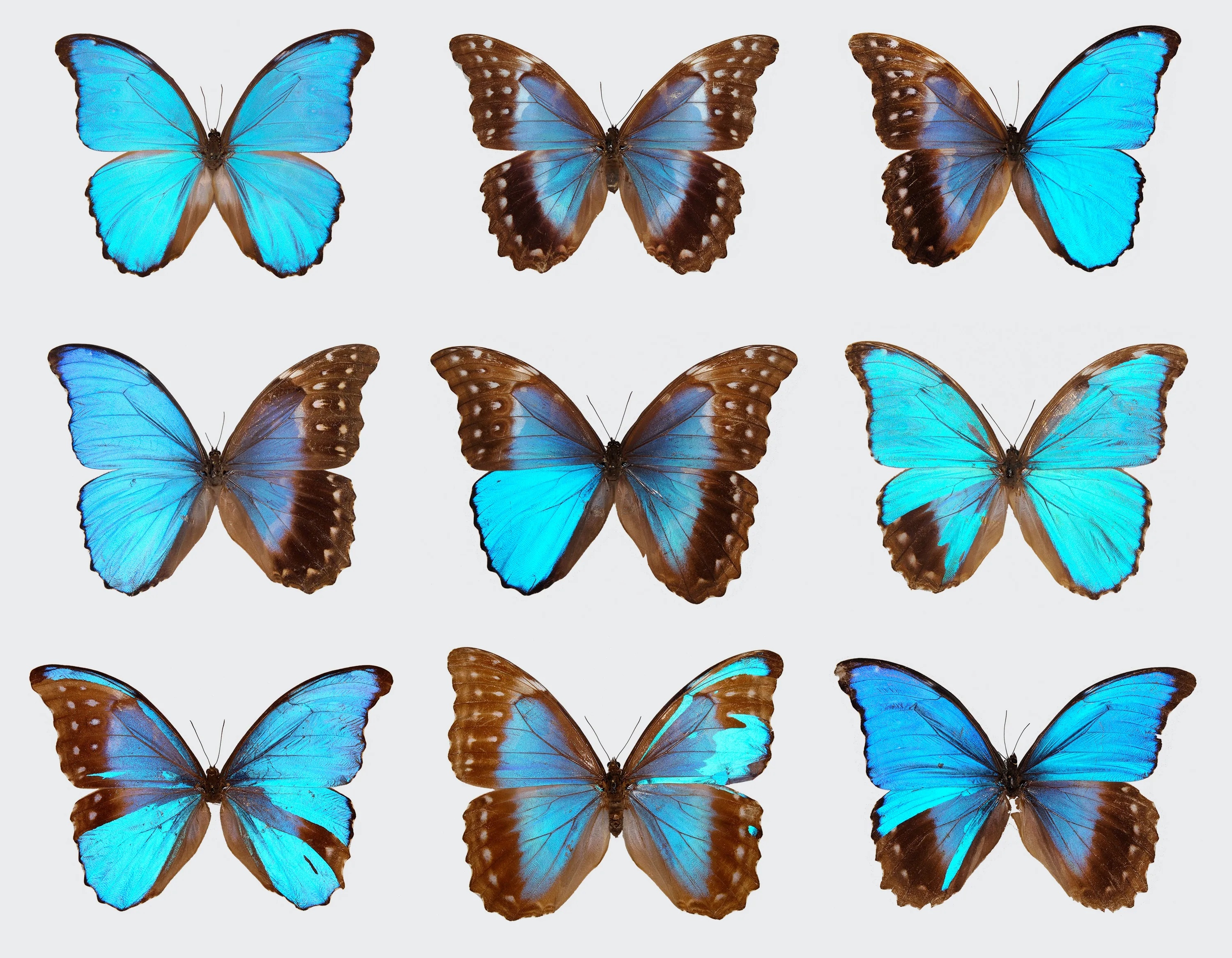 Top left, a male blue morpho butterfly; top middle, a female. The remainder are gynandromorphic, with both male and female characteristics.
