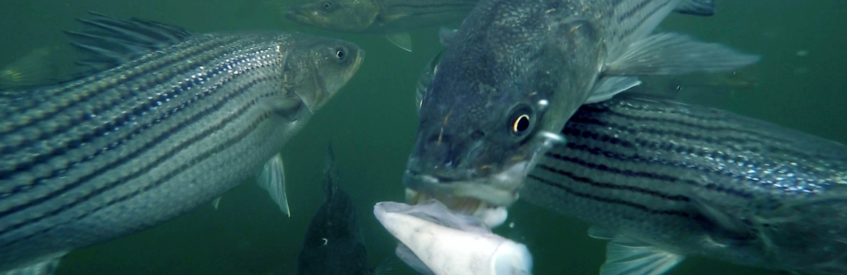 Underwater photo of striped bass eating capelin. Credit: Steve Zottoli