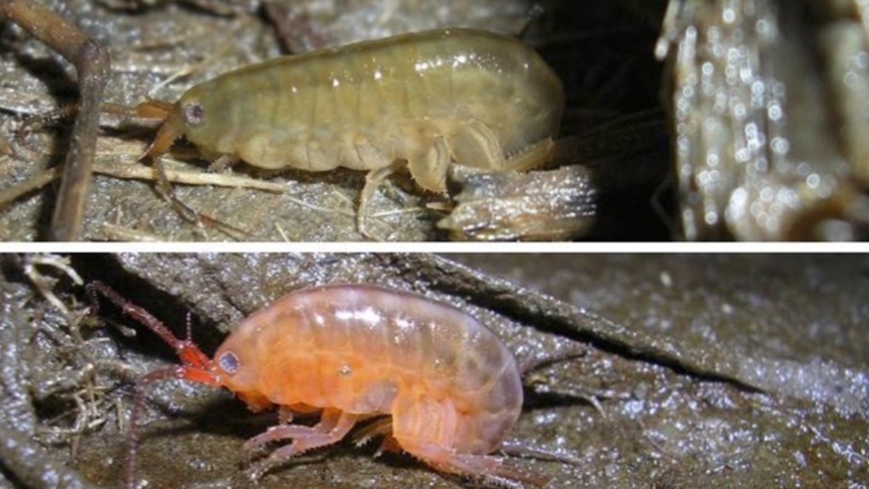  Amphipods infected by a parasitic trematode change color from light grey or brown to orange and move into more exposed areas of salt marshes, which, scientists hypothesize, may increase rates of predation. Photo by David Johnson. 