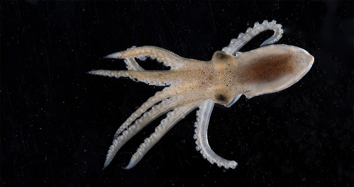 California two-spot octopus hatchlings 
