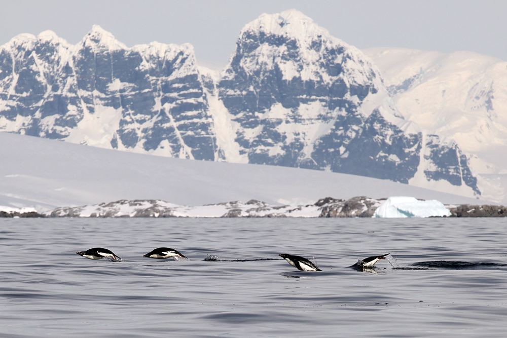 Penguins swimming in Antarctic Ocean 