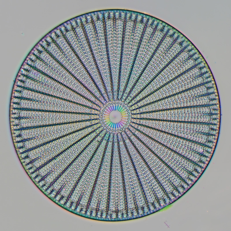 Diatom credit Michael Shribak