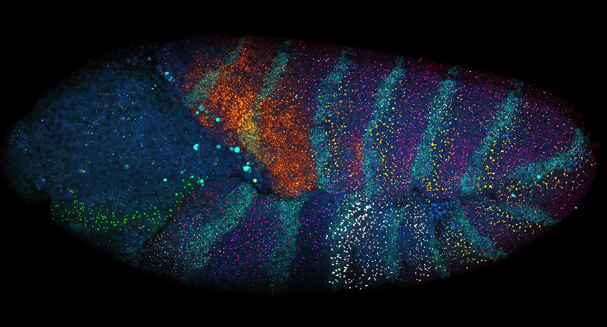 smiFISH drosophila embryo taken on the Leica stellaris microscope