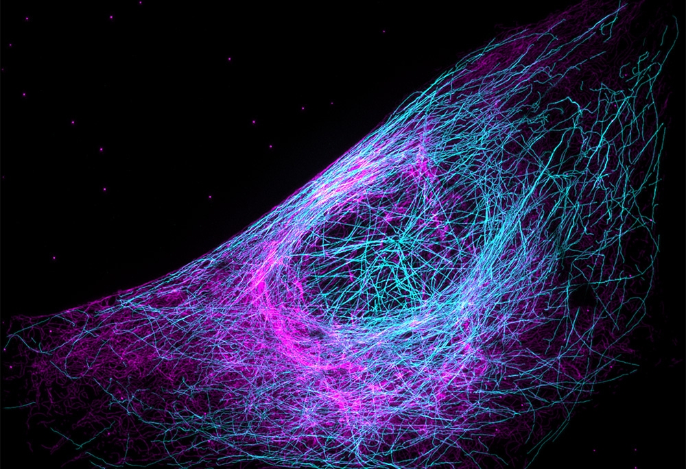 Near-isotropic imaging in two colors via four-beam SIM. Maximum intensity projection of fixed U2OS cells with microtubules (cyan) and vimentin (magenta). Fig. 3c from Li, Xuesong et al, Nature Biotechnology, 2023.
