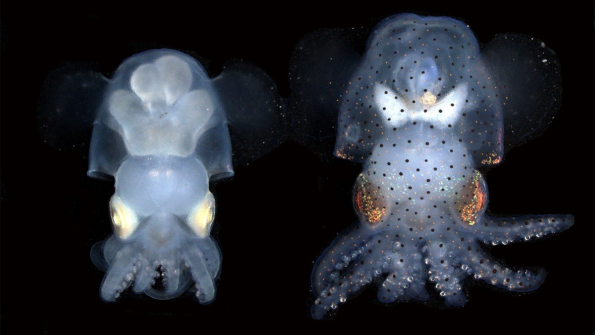 Albino (left) and wildtype (right) hummingbird bobtail squid (Euprymna berryi) hatchlings. Ahuja et al. created a strain of bobtail squid that deactivated two genes that produce pigment in the skin and eyes. Credit Carrie Albertin & Kyle DeMarr