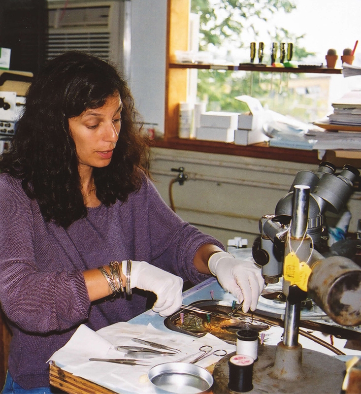 Liz Jonas dissecting out the squid giant synapse at the MBL in the early 2000s.