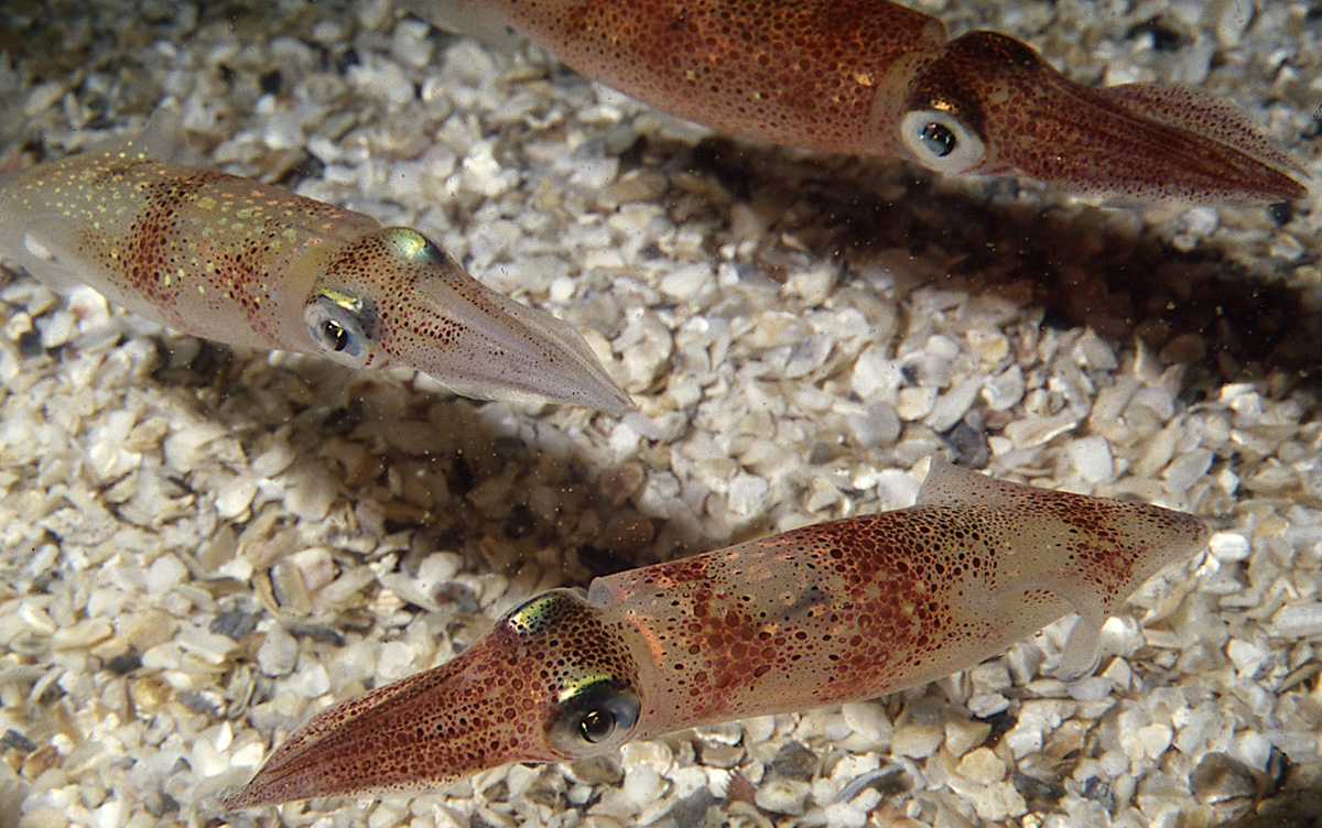 The Woods Hole squid (Doryteuthis pealeii).