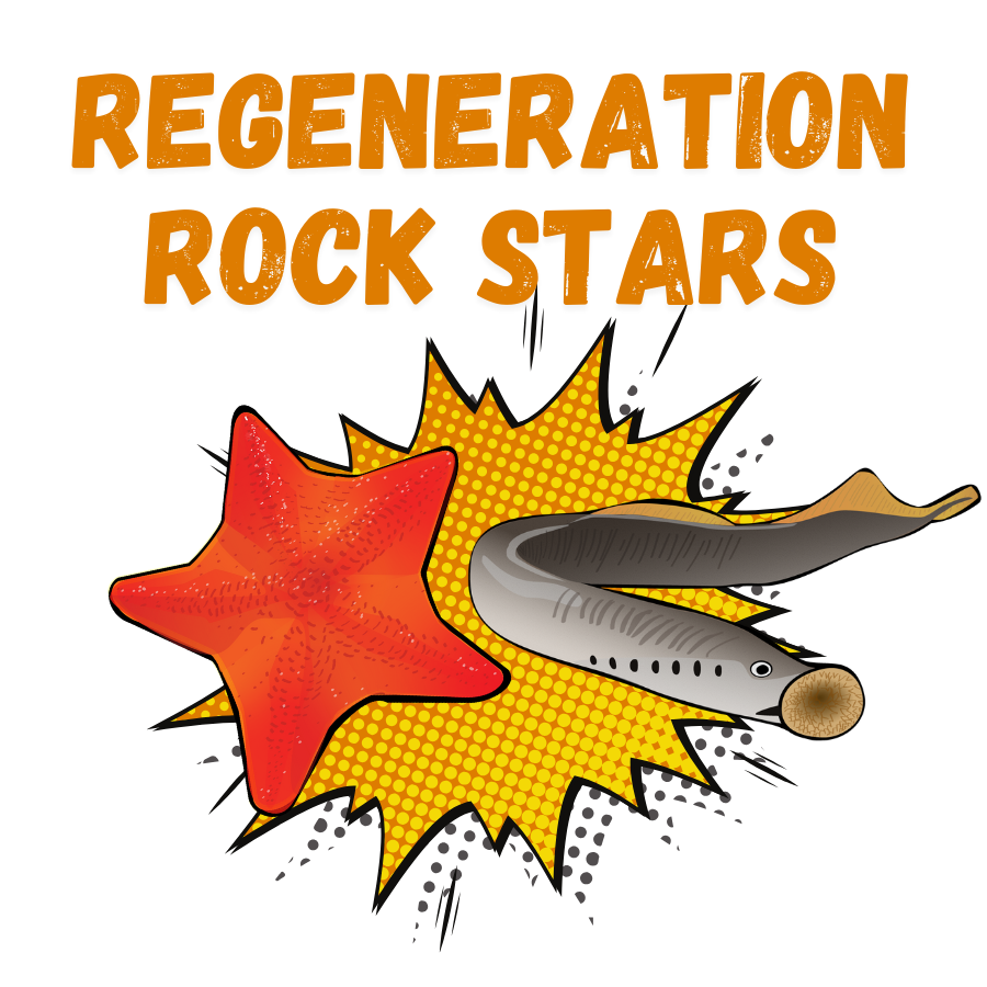 Regeneration Rock Stars - Bat Star and Sea Lamprey
