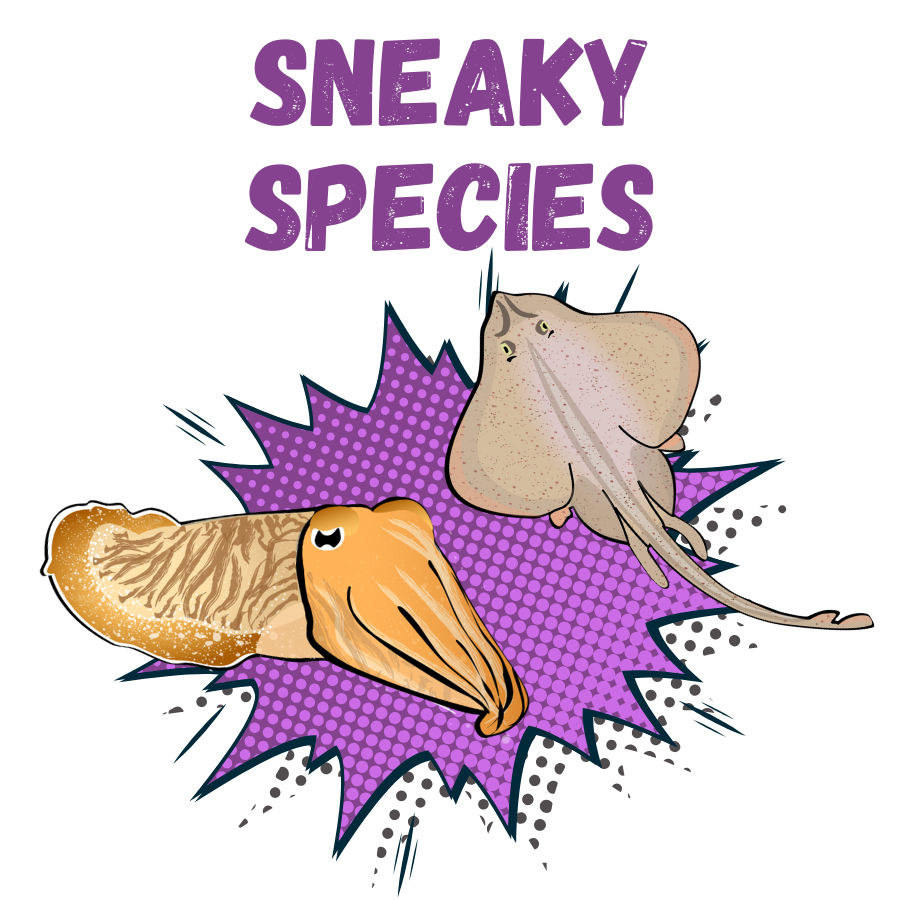 Sneaky Species: Common Cuttlefish and Little Skate