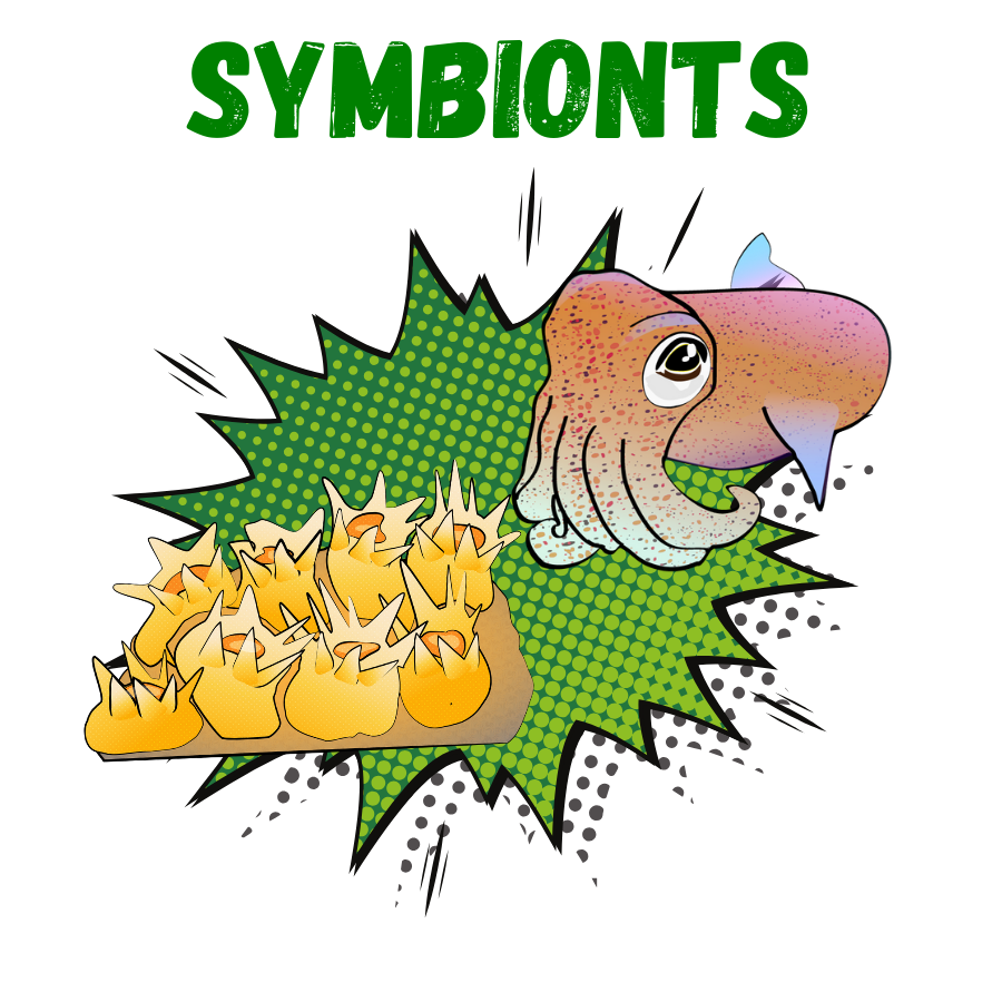Symbionts Division - Northern Star Coral and Hummingbird Bobtail Squid