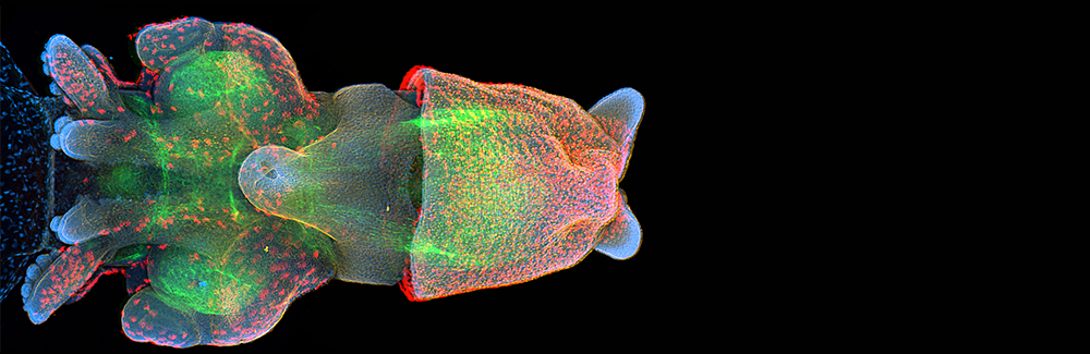 Confocal image of squid, Doryteuthis pealeii, embryo stained for for F-actin (green; phalloidin), Acetylated tubulin (red), Beta-catenin (yellow), and DAPI (blue; nuclei).
