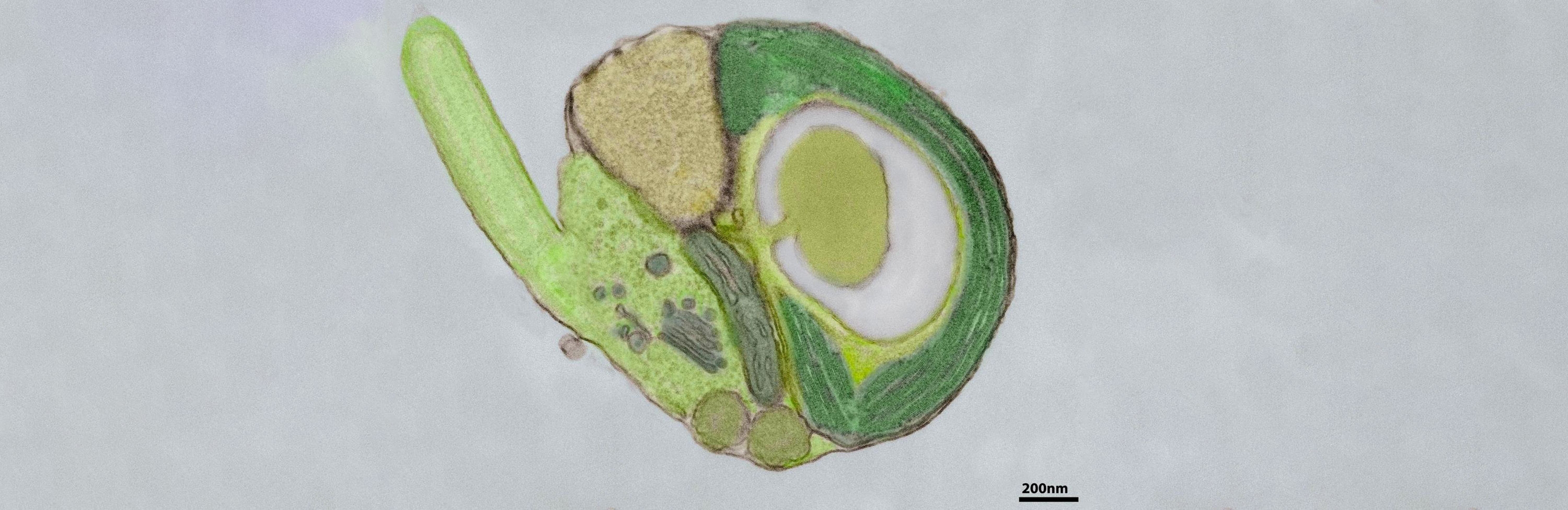 An alga of the genus Micromonas, for which the first transformation protocols are presented. Since Micromonas photosynthesizes with the chloroplast (shown here in green) and is very abundant in the ocean, it plays a role in the global carbon cycle