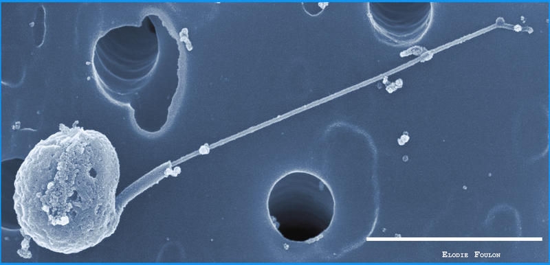micromonas microscopy image