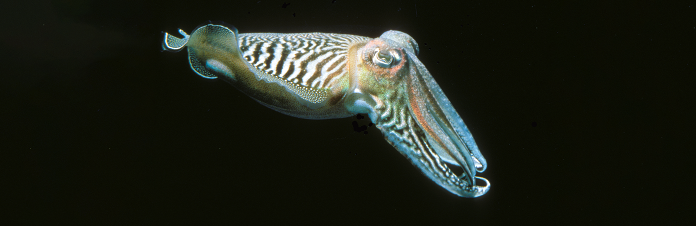 Common Cuttlefish (Sepia officinalis).