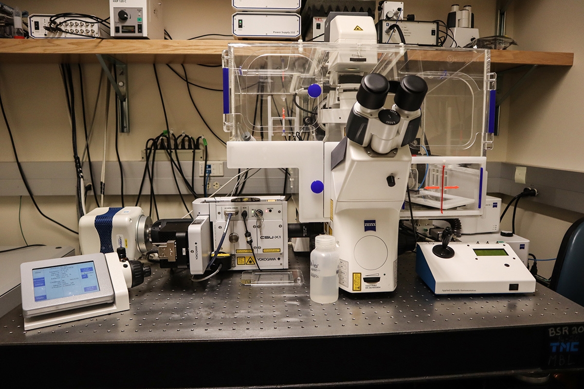 Zeiss Axio Observer Spinning Disc microscope