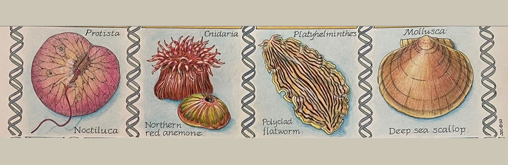 Julie Child's artwork including Noctulica, Northern Red Anemone, Polyclad Flatworm, and Deep sea Scallop