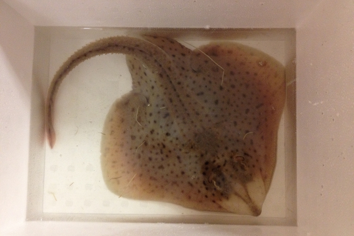 A little skate shipped from MBL to UCSF. 