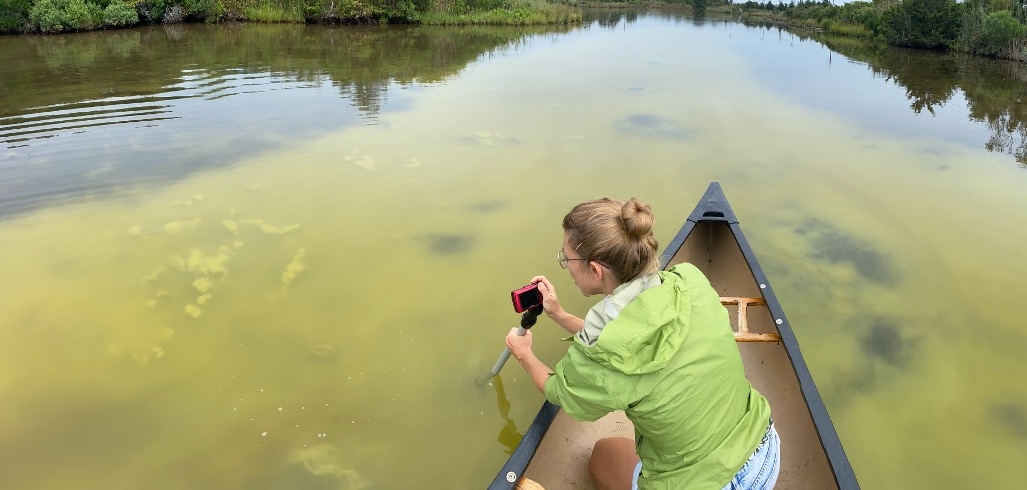 Molly Moynihan doing field work in Trunk River in Falmouth. Credit: Molly Moynihan