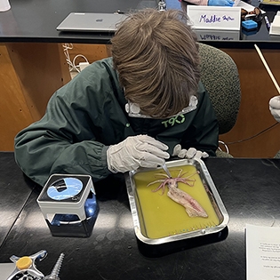 Student in Angelique Allen lab with squid
