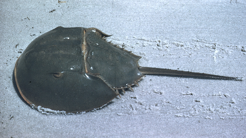 horseshoe crab