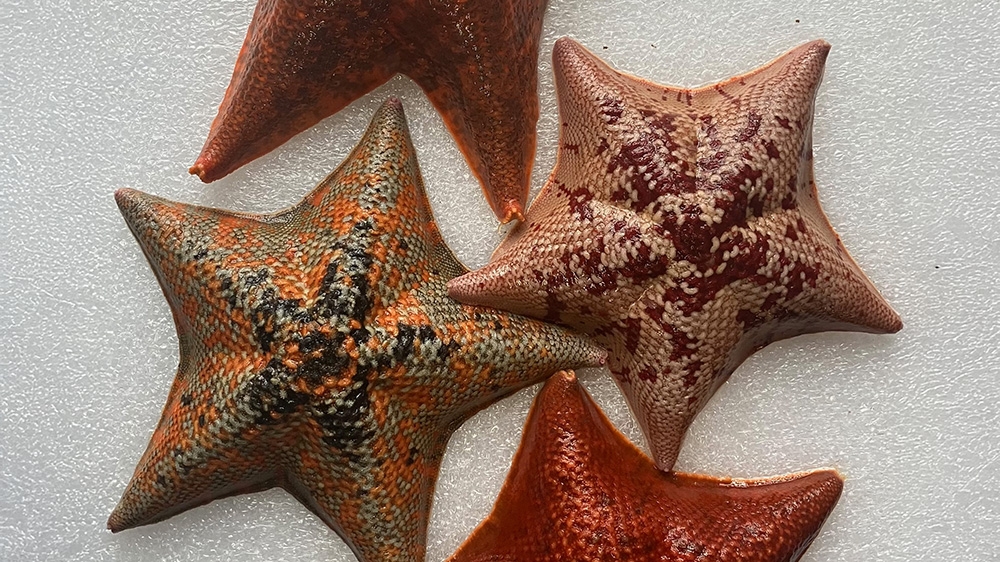 sea star